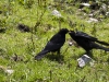 Dohlen_IMG_4272
