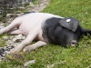Sau_IMG_4258