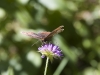 IMG_4656