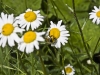 Hummel_3996