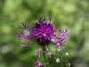Hummel_4020