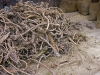 Enzian_4099