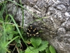 Schmetterling_IMG_4108