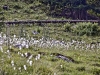 Wollgras_4047