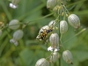 Hirschbock_4182
