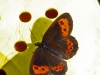 Schmetterling_4151