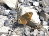 Schmetterling_4164