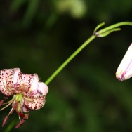 Türkenbund_4072